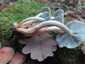 Vöröses kénvirággomba (Hypholoma lateritium), Őrség